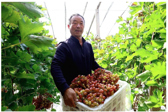 黄河岸边“冰美人”葡萄：晚熟一个多月，凭啥“错峰”赢市场？