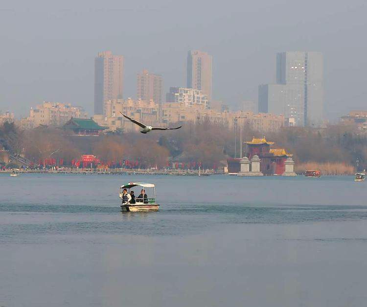 银鸥伴飞游船，济南大明湖来了“新客人”
