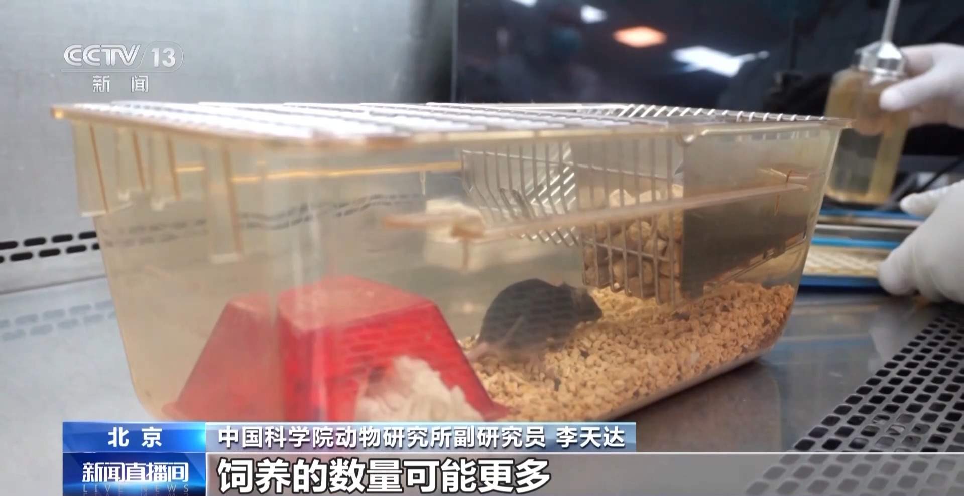 航天小鼠已顺利产下三窝后代 空间繁育研究获新进展