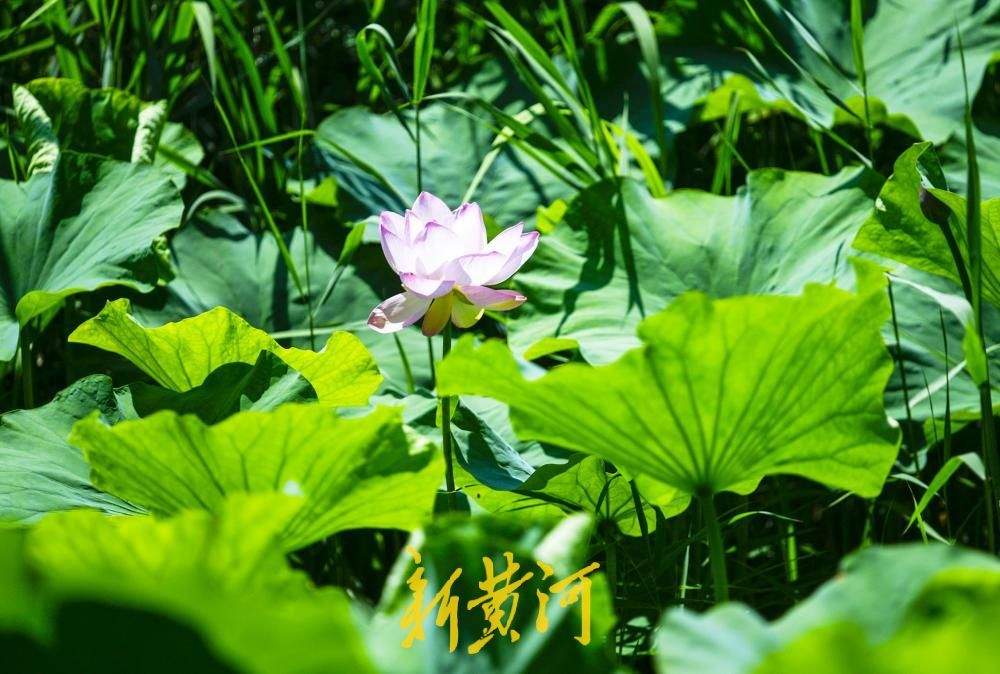 夏日荷风送清凉 济南森林公园荷花进入盛放期