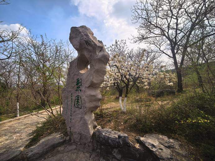 济南千佛山的梨花，开出了一片白色的春天