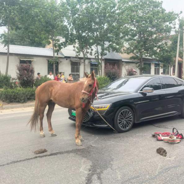 山东新泰“车马相撞”：女司机称养马人要她赔偿