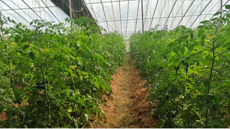 绿氮种植活菌站扎根费县，活菌现用激活“一镇一品”新动能