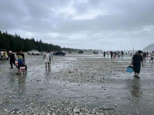 狂欢!台风后生蚝遍地市民组团赶海 我流下了羡慕的口水