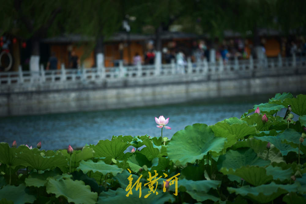 泉城暂别高温，百花洲湖畔赏荷花，丝丝凉风好惬意