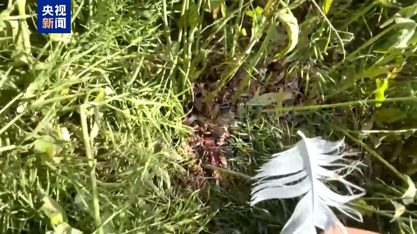 丹顶鹤撞高压电线坠落被发现 已运回保护区转危为安