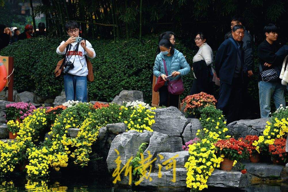 多彩菊花绽放趵突泉畔，扮靓初冬泉城