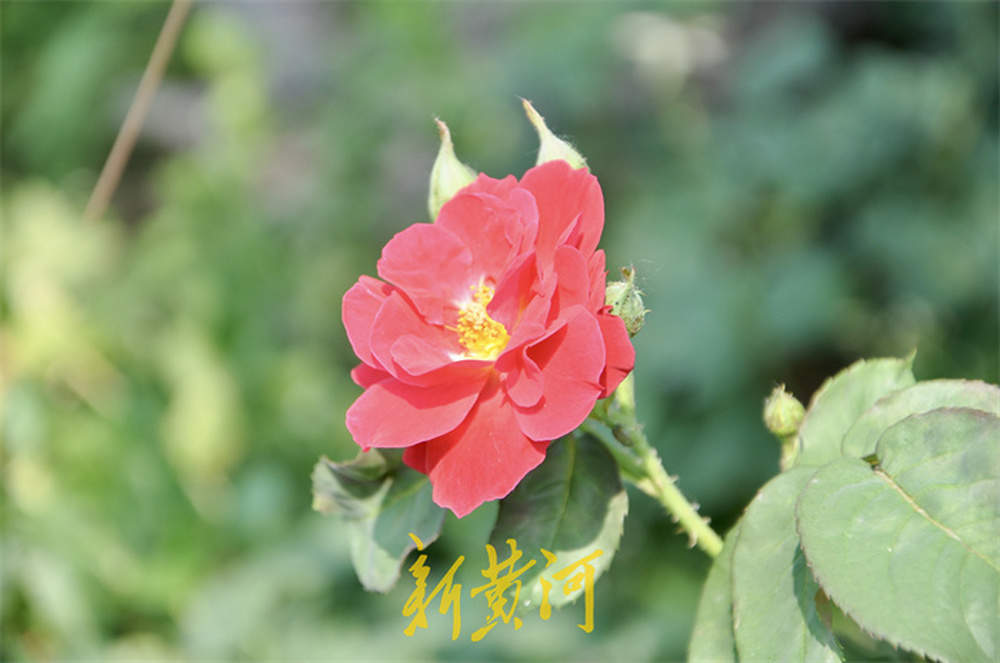 一年四季 泉在济南丨泉城初夏限时美景，灿烂鲜花争奇斗艳