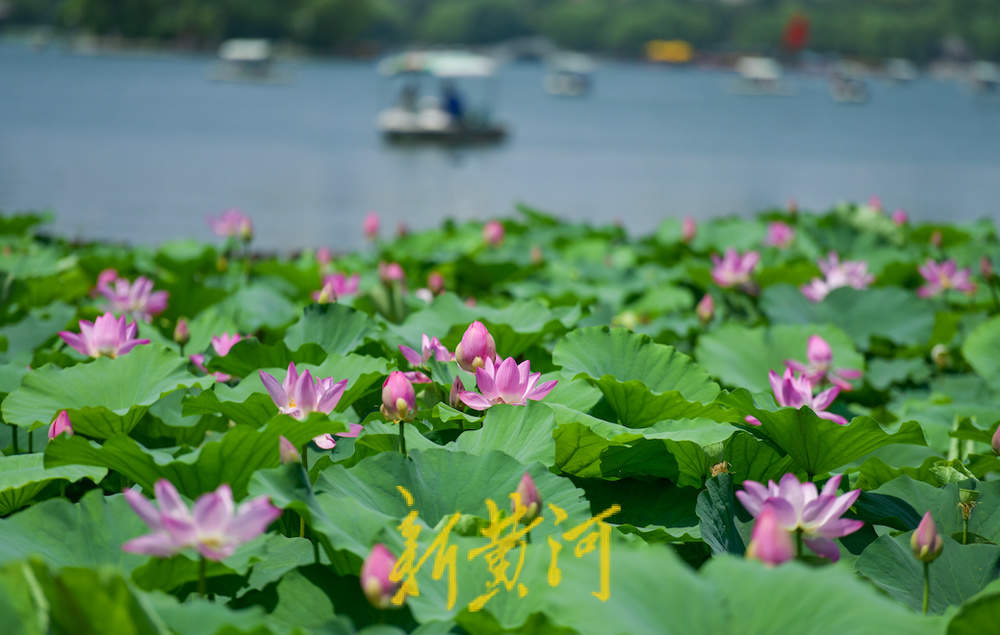 夏风拂柳荷  曾堤成大明湖最佳赏荷点