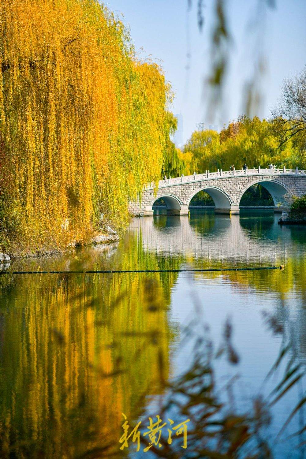 冬日暖阳映照大明湖 金黄垂柳装点济南“秋韵冬景”