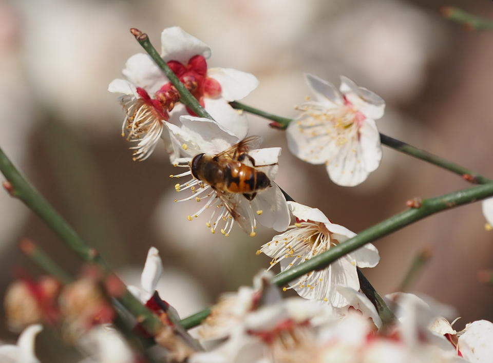 济南惊蛰到，万物复苏百虫闹