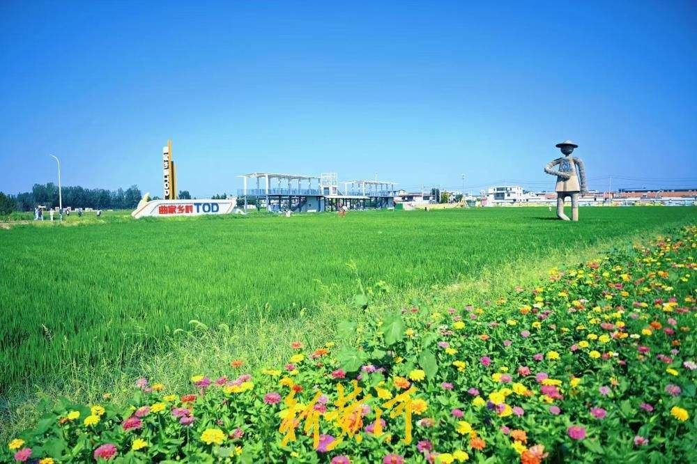 地铁直达，济南曲家庄村稻田美出圈