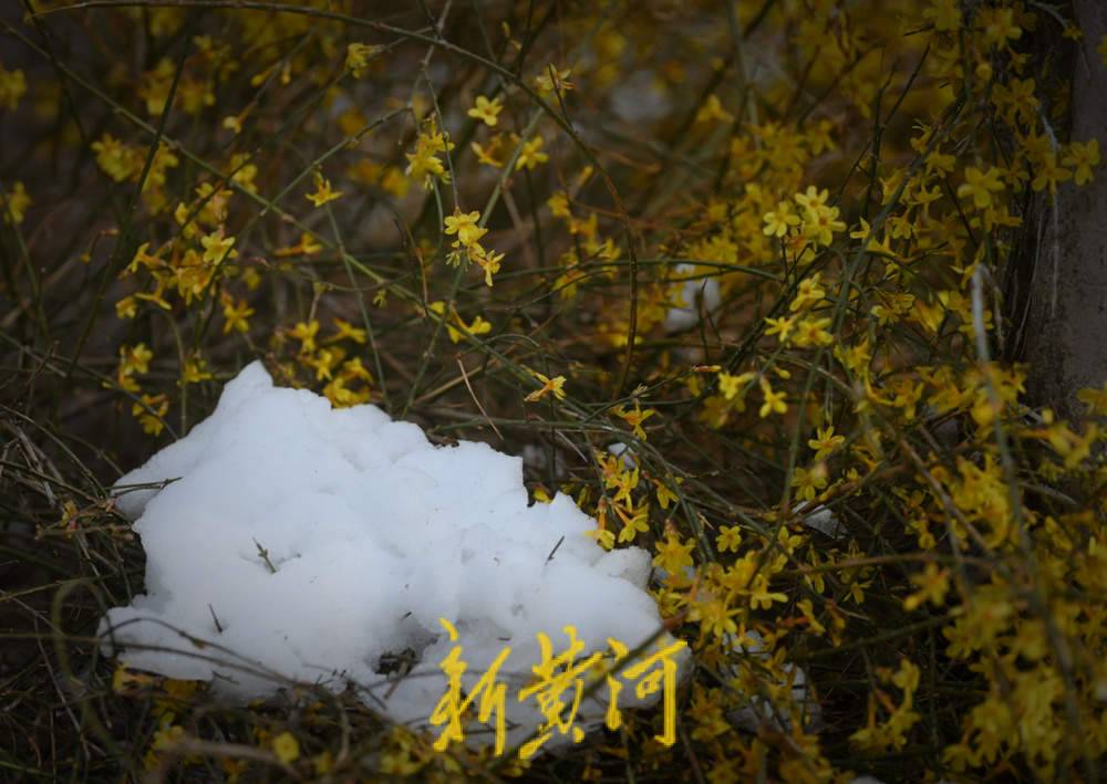 春寒料峭，百花洲景区迎春花雪中绽放