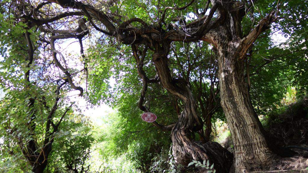 西藏发现高海拔地区已知树龄最长的野生葡萄树