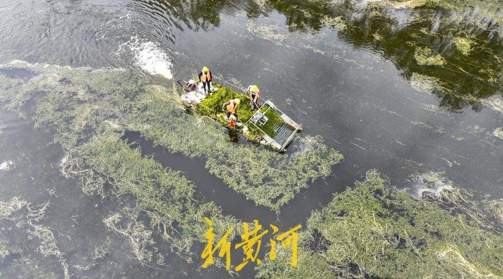 腊山分洪道水草进入生长旺季 打捞船河面穿梭作业清理