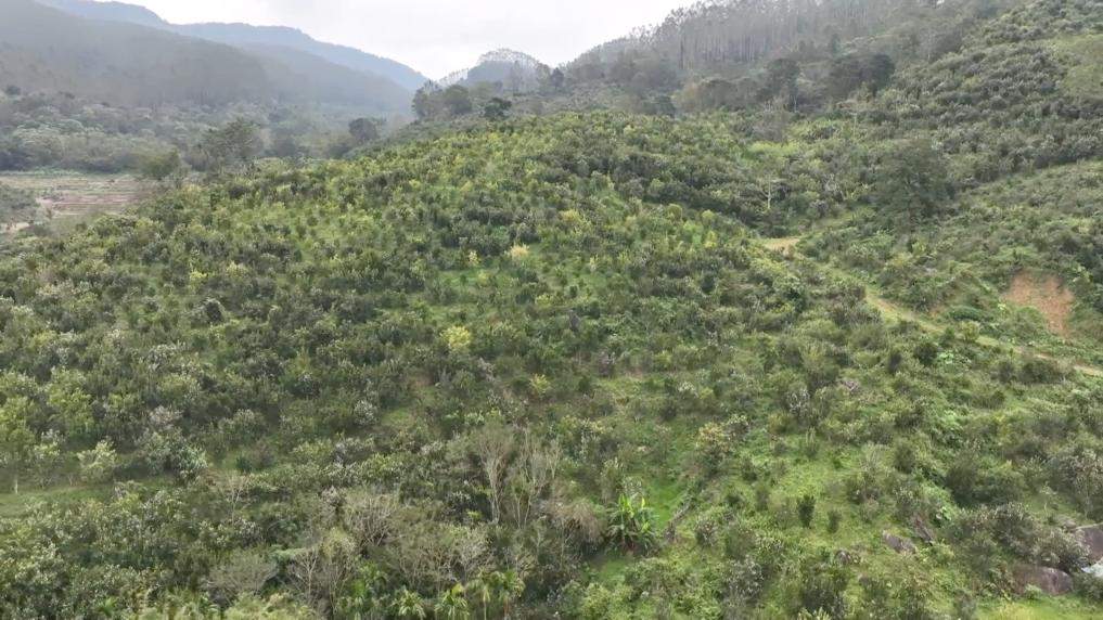 新华视点丨特色产业激活乡村振兴动能