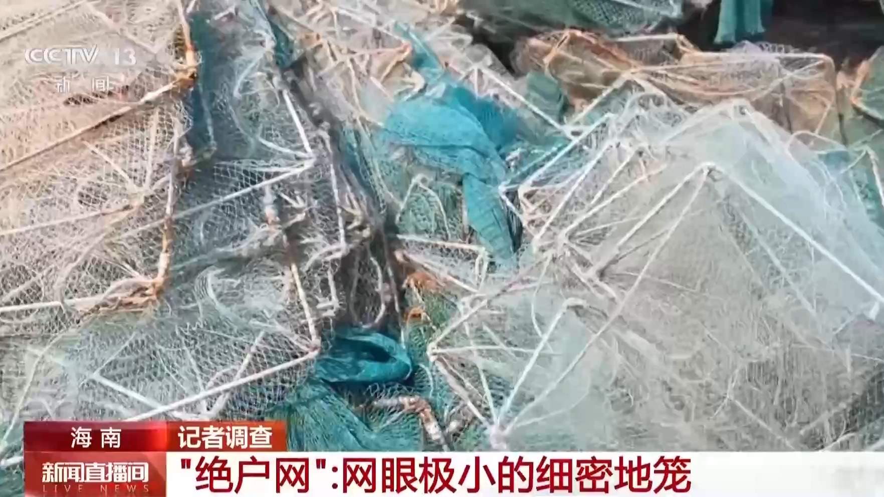 地笼泛滥 红树林保护区竟成赶海“乐园”!记者调查