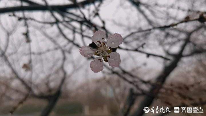 千佛山的山桃花开了！花期10天，莫错过