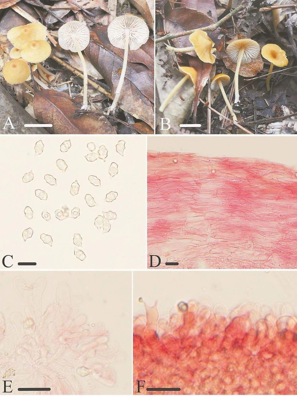 武夷山国家公园发现3个新物种！
