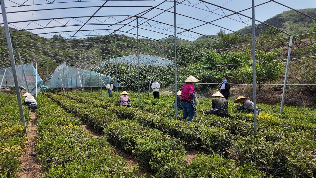 融媒·见证丨山区百姓增收致富，文旅发展再添助力——群山深处有茶香