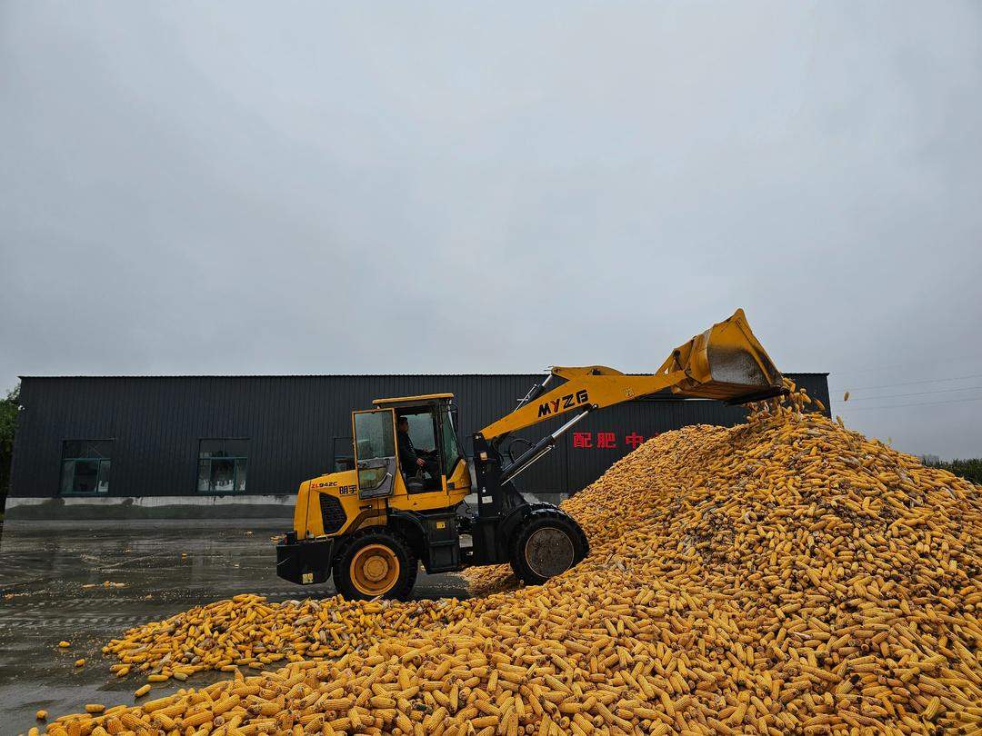 防霉变,秋粮抢烘忙入库