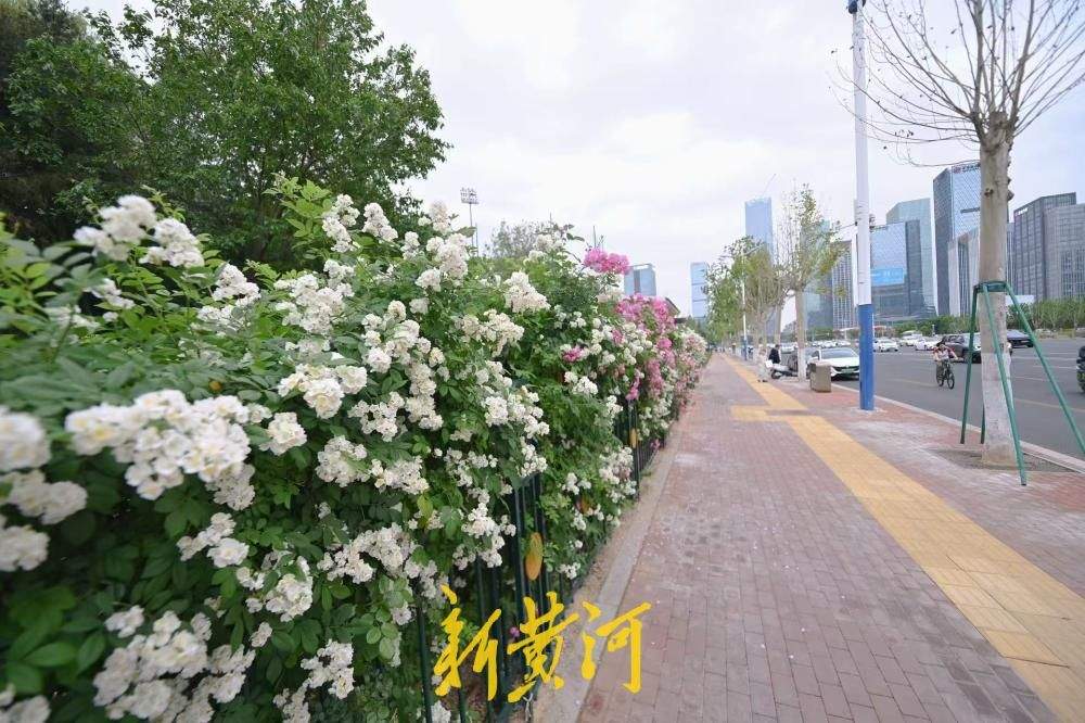 济南经十路奥体蔷薇花墙浪漫绽放 扮靓泉城初夏