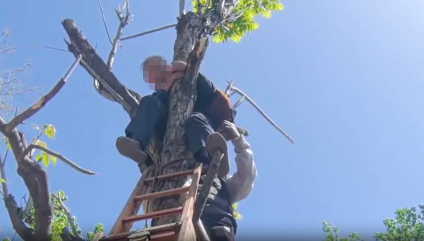 八旬老人摘香椿被困8米树上，山东消防出手了！