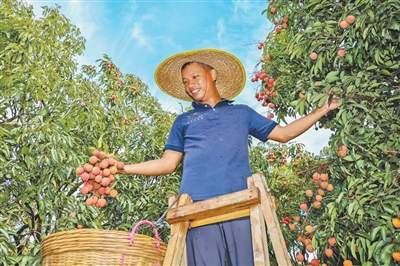 消费者“甜”了，果农有赚头吗？