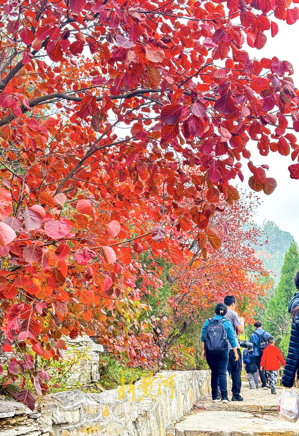 霜降过后催叶红，济南进入红叶最佳观赏期