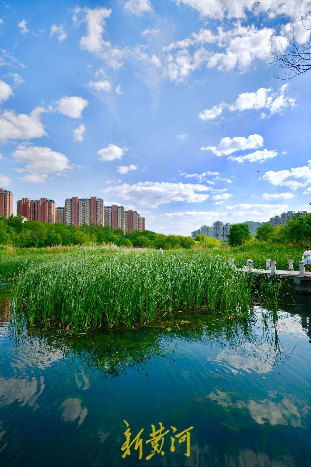 泉城初夏限定美景，蓝天白云悠悠入画来