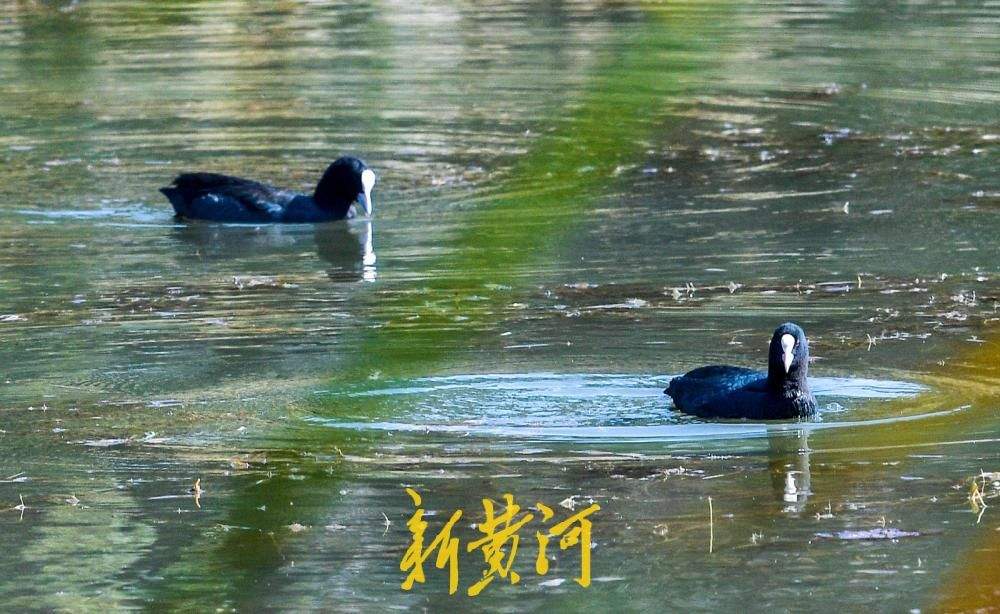 深秋时节候鸟至，白骨顶鸡到访济南玉符河
