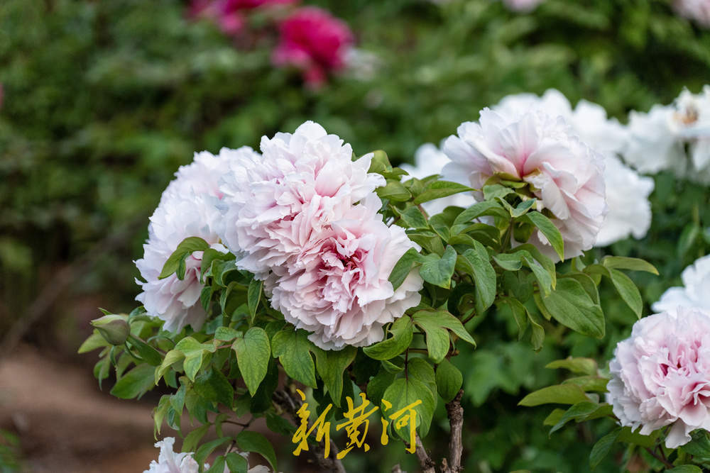 翰墨丹青绘国色，泉城牡丹醉游人