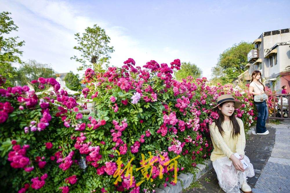 老城区新晋花墙打卡点 解锁初夏古城浪漫