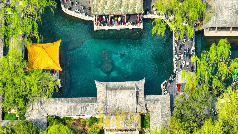 春日限定！趵突泉花柳相映，北方园林美成江南画卷