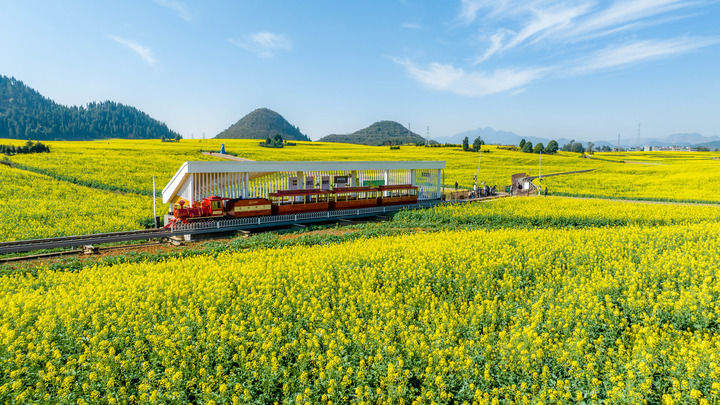 中国经济样本观察·县域样本篇丨小小油菜花何以“绽放”近百亿元产业？