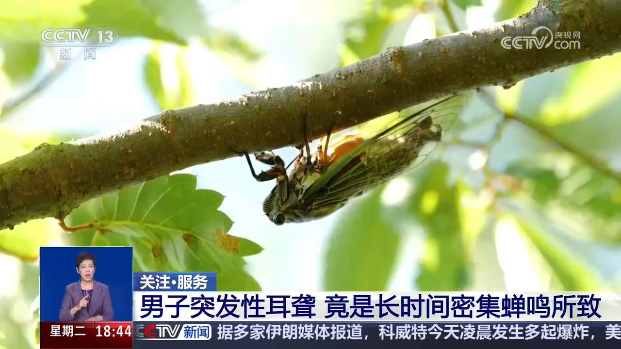 男子突发性耳聋 竟是长时间密集蝉鸣所致
