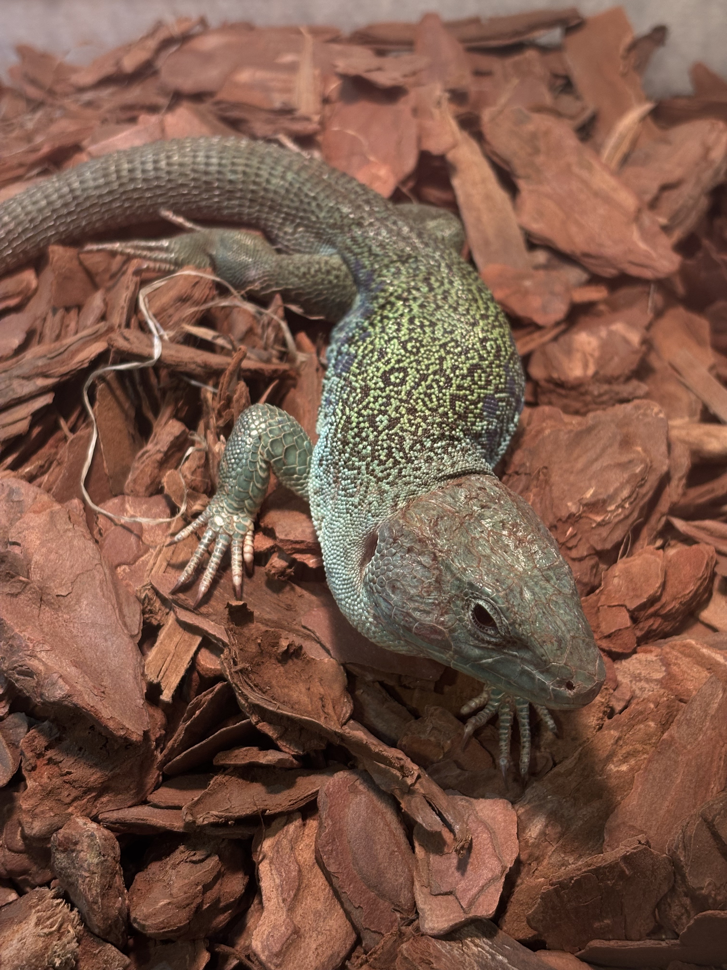 “时光印记”爬宠特展亮相泉城：在琥珀与活体间，探寻亿万年的生命回响