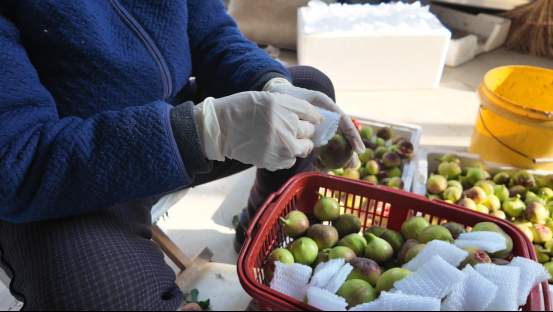 融媒·见证丨曾经的工业明星村，唱起农业“致富经”——金庄村的“甜蜜转型”