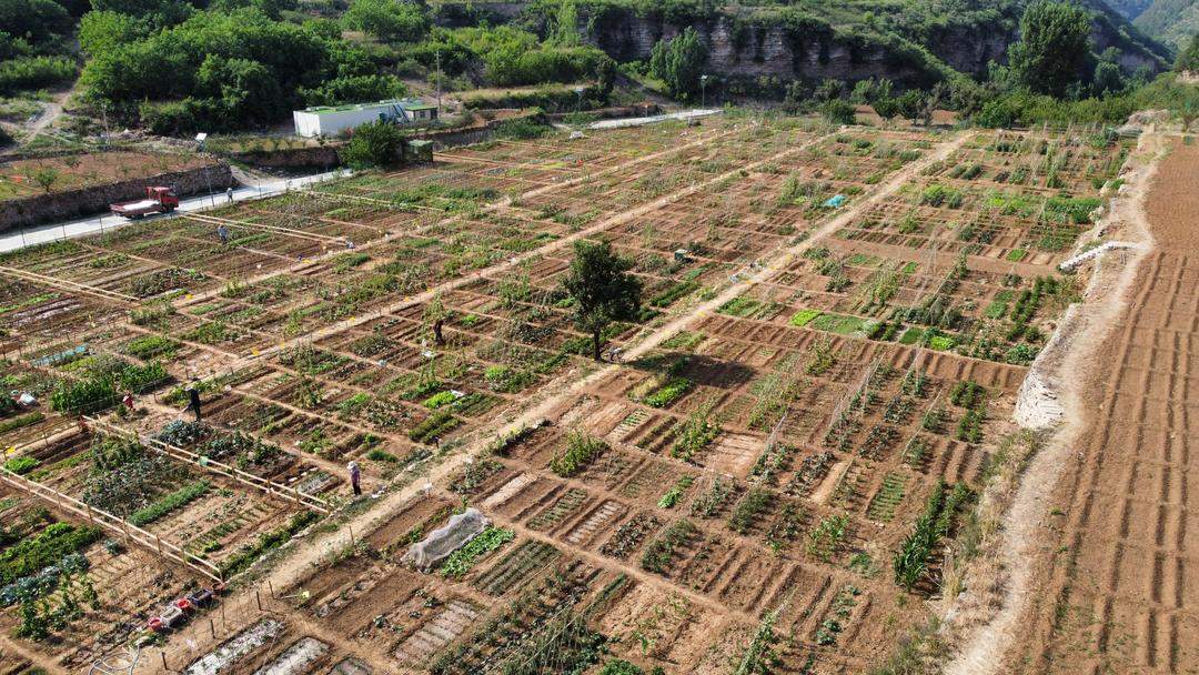9天租出近200块地，济南共享菜地缘何走红？