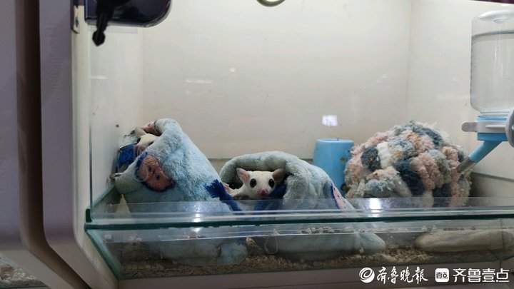 外形奇特、饲养简单，异宠带给年轻人不一样的饲养体验