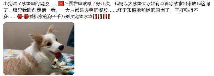 给宠物买降温“神器”？小心，有“毛孩子”因此生病！