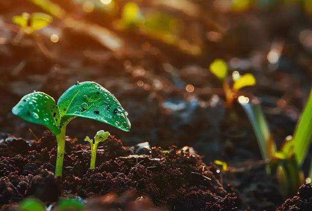 植物有大脑吗?有记忆吗? 农科院专家解答植物的浪漫“意识”