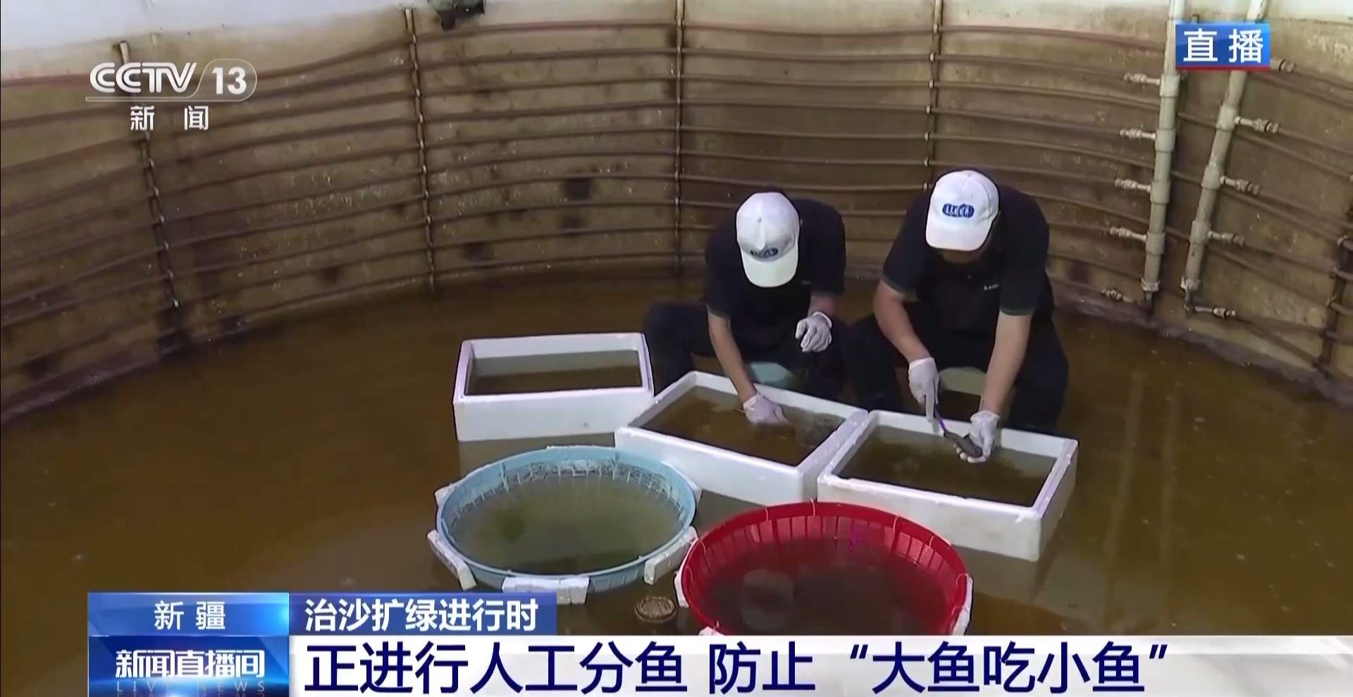 沙漠里如何养海鲜?解锁塔克拉玛干沙漠的水产养殖密码