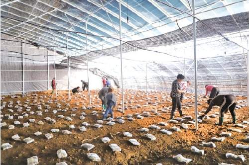 春到乡村干劲足！济南田间有生机，乡村有奔头