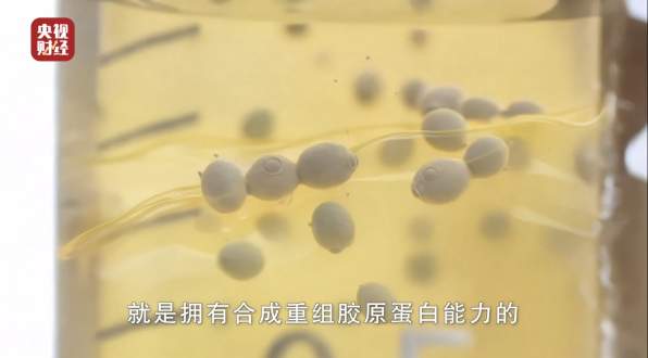 央视走进巨子生物,记录重组胶原蛋白核心技术跃迁