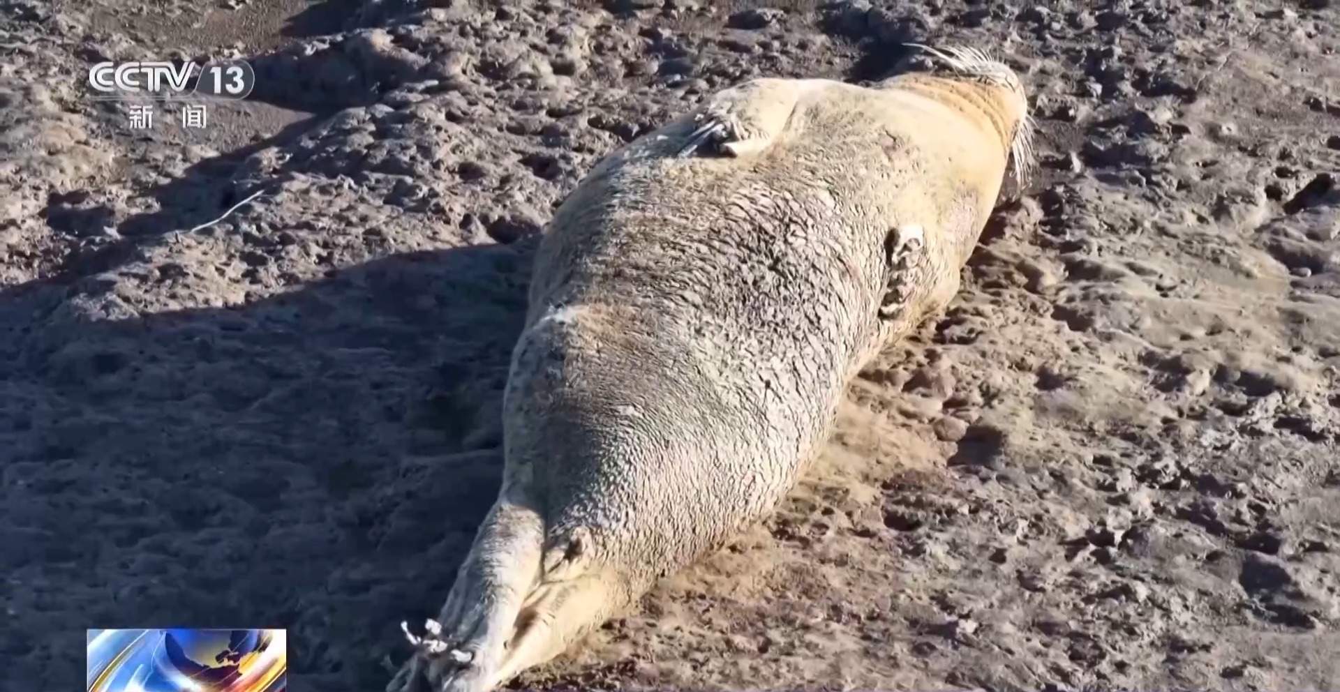 超800只野生斑海豹现身辽东湾