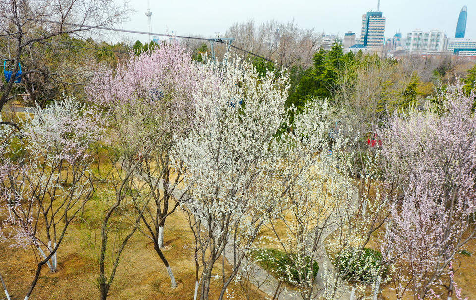 航拍济南千佛山桃园，桃红杏白构成粉白花海