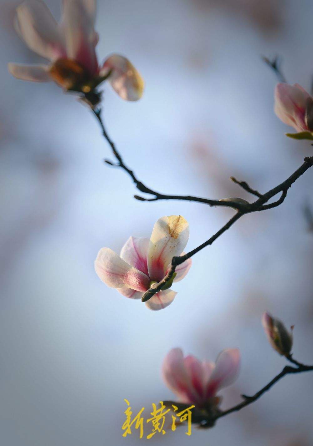 泉城气温持续回暖  趵突泉畔玉兰花开满目春