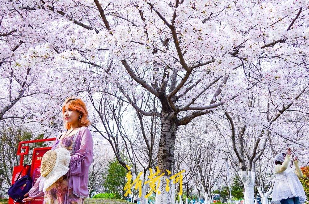 济南湖滨广场迎樱花盛花期，浪漫花海成春日打卡胜地