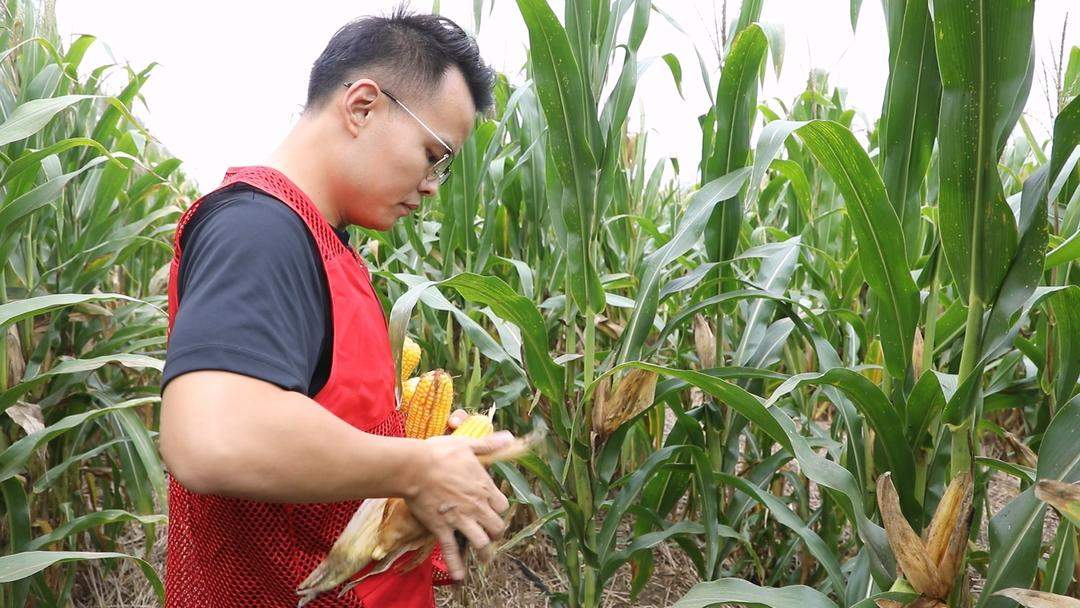 无人机腾空“抢金”,科技秋收加速